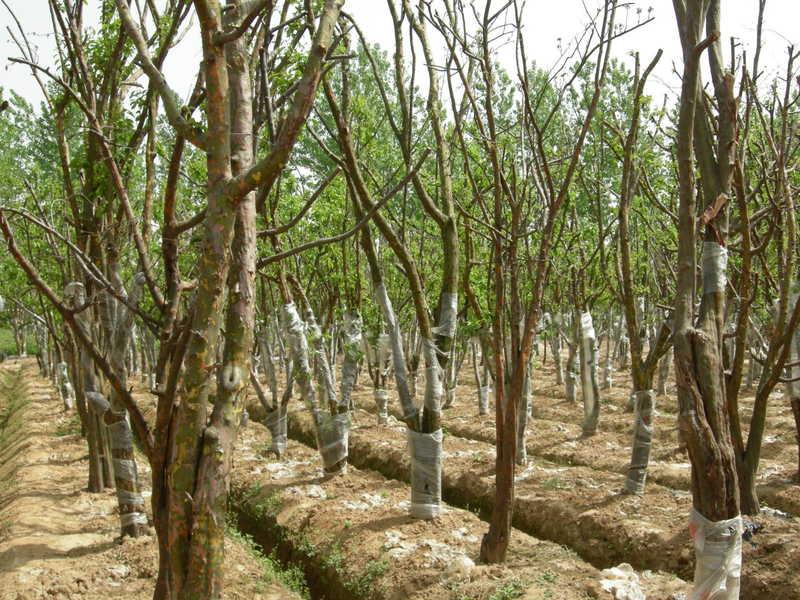 供應(yīng)木瓜，河南木瓜規(guī)格，河南潢川卜集木瓜產(chǎn)地，河南木瓜報(bào)價(jià)