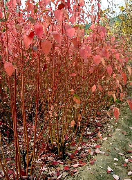供應(yīng)紅瑞木，河南紅瑞木價(jià)格，大量供應(yīng)紅瑞木，紅瑞木產(chǎn)地