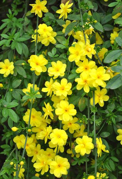 供應(yīng)迎春花，河南迎春花，迎春花價(jià)格，迎春花產(chǎn)地