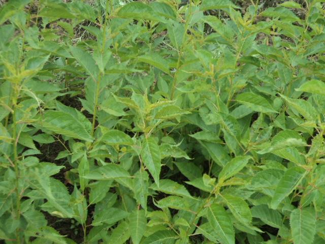 供應(yīng)浙江櫻花，浙江櫻花產(chǎn)地，浙江櫻花小苗基地，河南櫻花基地