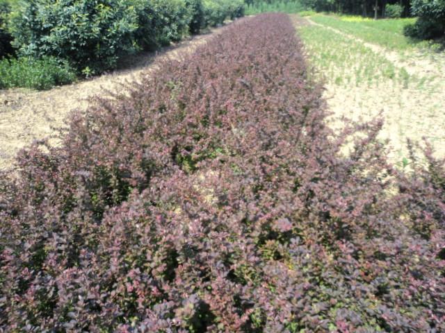 供應紅葉小檗種子，河南紅葉小檗種子基地，江蘇紅葉小檗報價