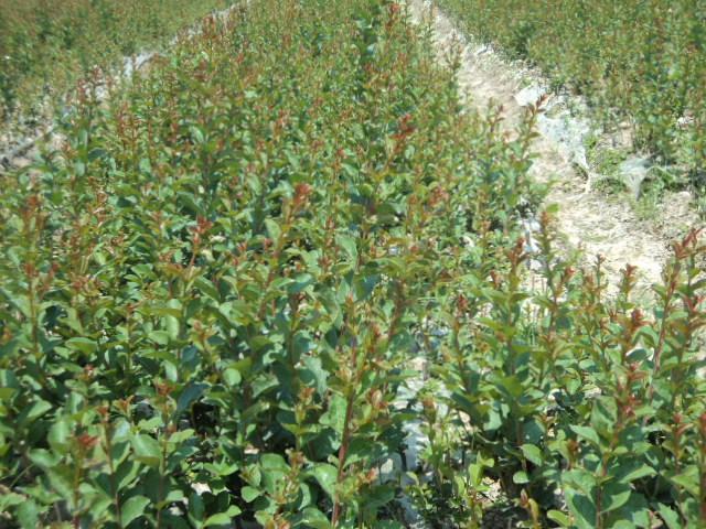 供應(yīng)1米5紫薇小苗，1米5紫薇小苗價格，1米5紫薇小苗產(chǎn)地