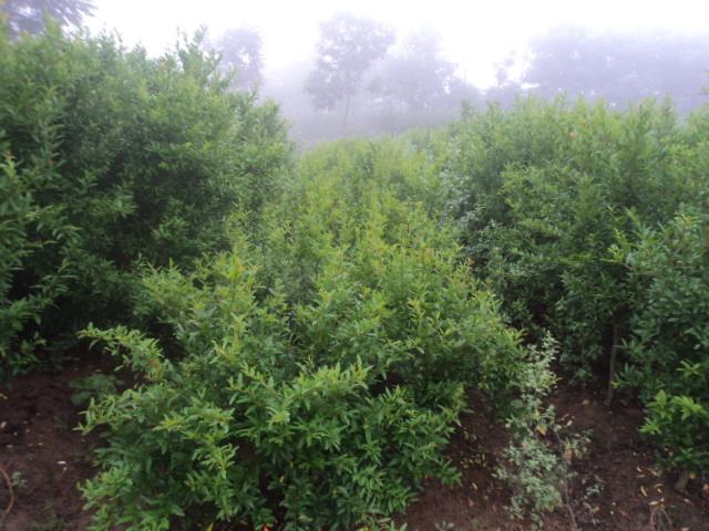 供應(yīng)石榴樹(shù)，石榴樹(shù)產(chǎn)地，石榴樹(shù)價(jià)格，河南綠緣花木基地大量出售石榴樹(shù)