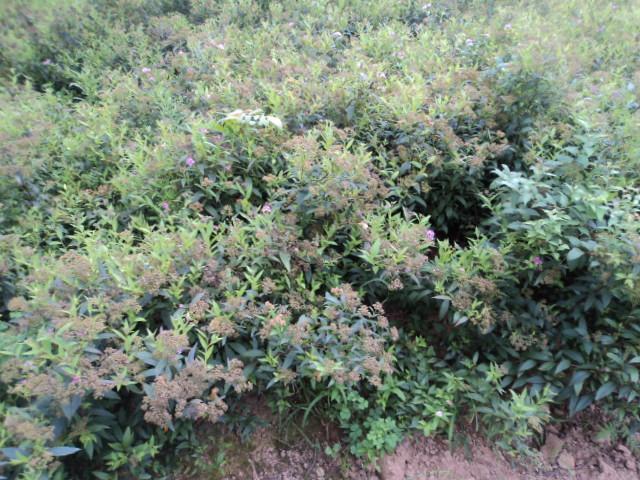 供應(yīng)繡線菊價(jià)格合理，河南繡線菊基地，江蘇繡線菊價(jià)格