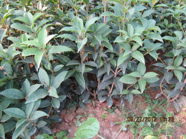 供應(yīng)嫁接八月金桂小苗，哪有嫁接桂花小苗，農(nóng)戶自產(chǎn)自銷桂花小苗