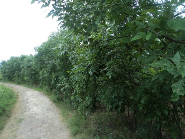 供應(yīng)急售4公分白蠟，河南綠緣苗圃4公分白蠟急售，4公分價(jià)格