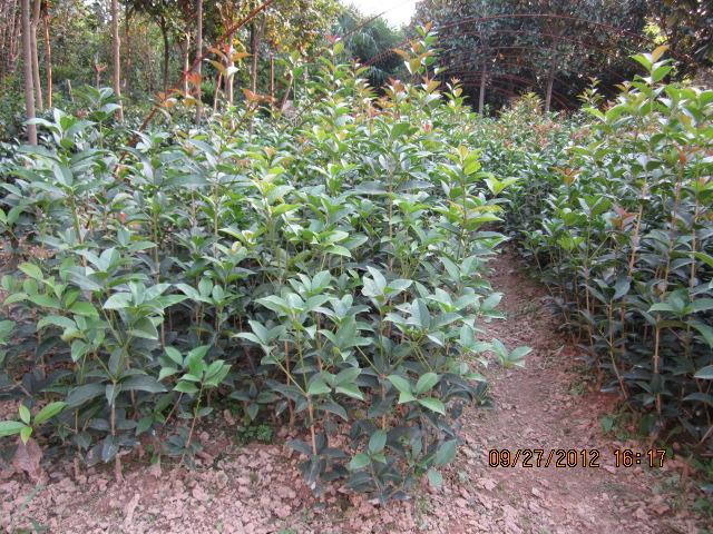 供應(yīng)河南嫁接桂花小苗，嫁接桂花小苗圖片，嫁接桂花小苗價格