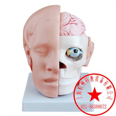 供應(yīng)頭解剖附腦動脈模型