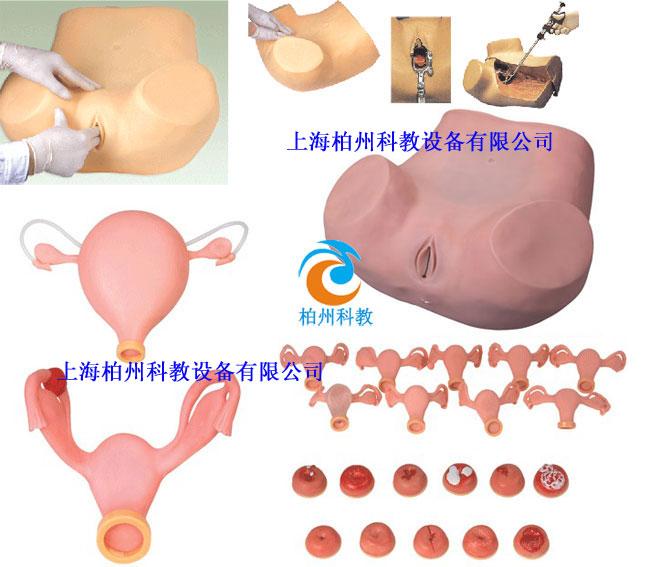 高級婦科檢查模型圖片