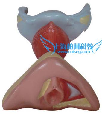 供應女性內外生殖器解剖模型