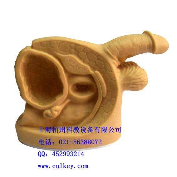 男性內(nèi)外生殖器模型可導(dǎo)尿圖片