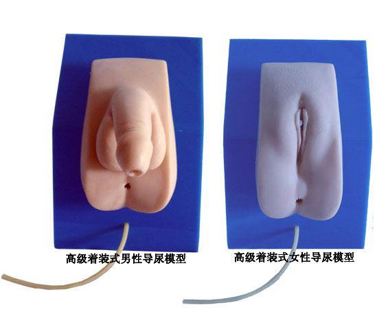 供應(yīng)女性導(dǎo)尿示教模型女性導(dǎo)尿模型