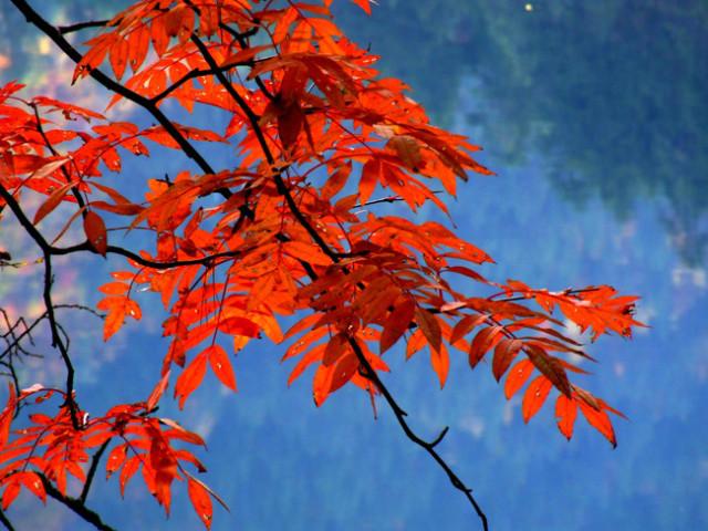 供應(yīng)九寨溝包車多少錢