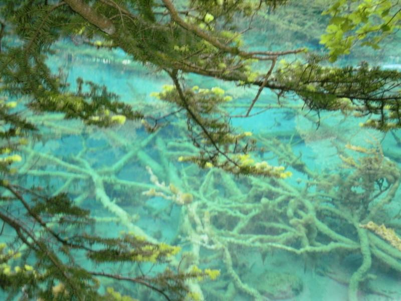 供應(yīng)九寨溝酒店免費預(yù)訂