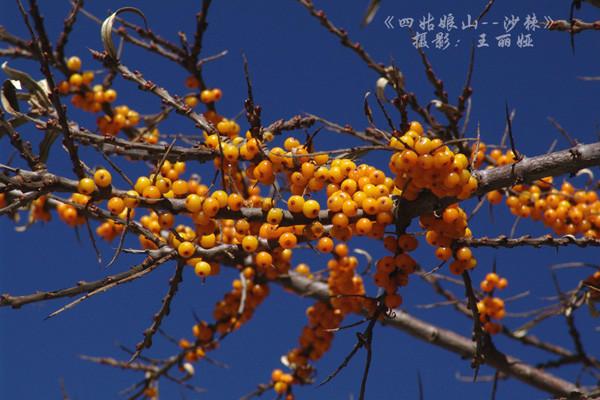 供应九寨沟包车旅游批发价格