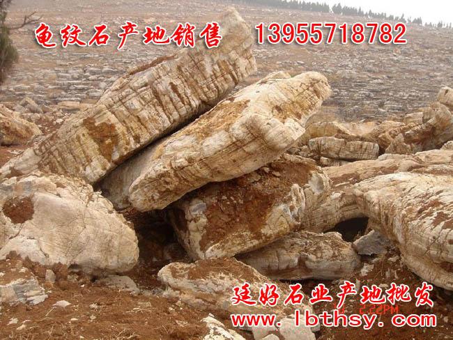 供應龜紋石《100元/噸》質量上好