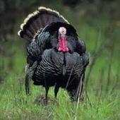 供應云南火雞苗批發(fā)