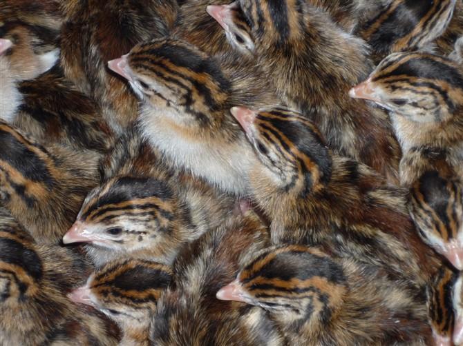 景洪市珍珠雞苗廠家批發(fā)價格圖片