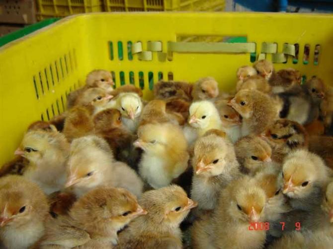 供應(yīng)云南省雞苗批發(fā)