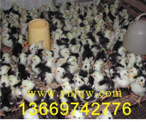 供應(yīng)云南省貴妃雞苗