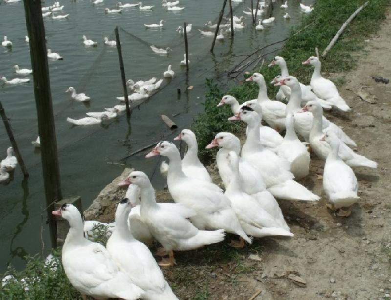 供應(yīng)云南純種鴨苗批發(fā)