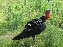 供應(yīng)火雞苗供應(yīng)商批發(fā)價格