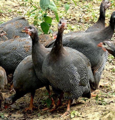 昆明市珍珠雞苗廠家批發(fā)價(jià)格圖片