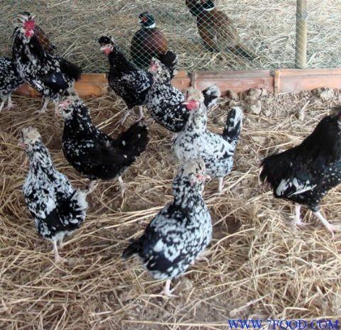 供應(yīng)云南省貴妃雞苗