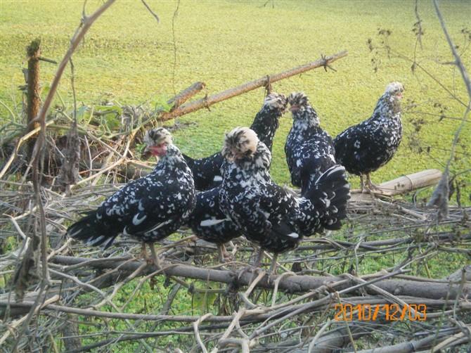 供應(yīng)景洪市貴妃雞苗供應(yīng)商批發(fā)價(jià)格