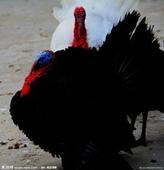 供應云南火雞苗批發(fā)