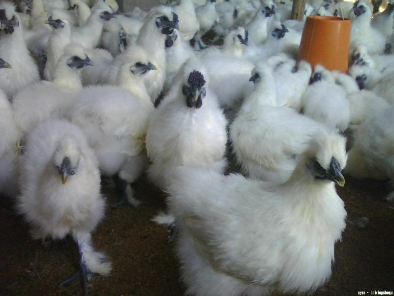 供應(yīng)昆明市白鳳烏雞苗廠家批發(fā)價格哪里便宜