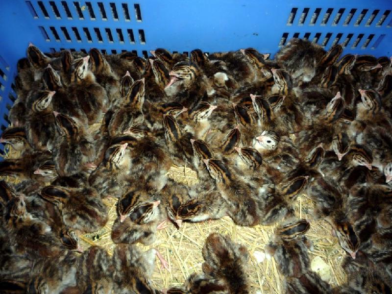 珍珠雞苗圖片/珍珠雞苗樣板圖 (2)