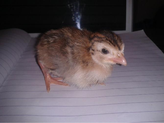 供應(yīng)保山市珍*苗廠家批發(fā)價格