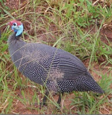 云南省珍珠雞苗供應(yīng)商批發(fā)價(jià)格圖片