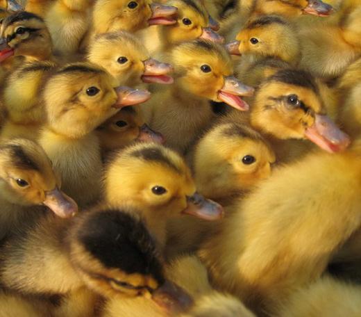 供應(yīng)云南純種鴨苗批發(fā)