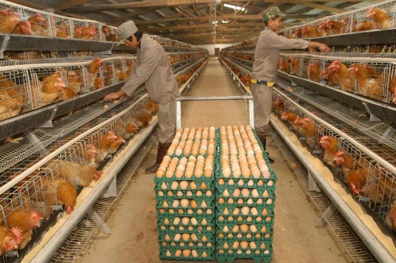 供應(yīng)迪慶州麻雞苗供應(yīng)商批發(fā)