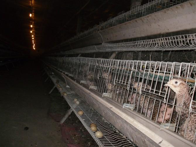 供應(yīng)云南省雞苗批發(fā)