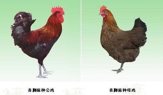 供應(yīng)迪慶州麻雞苗供應(yīng)商批發(fā)