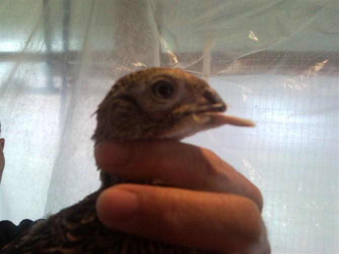 供應(yīng)七彩山雞苗 信譽(yù)有保證 質(zhì)量好 價(jià)格實(shí)惠 支持電話訂購