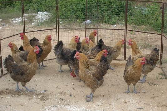 供應(yīng)迪慶州麻雞苗供應(yīng)商批發(fā)