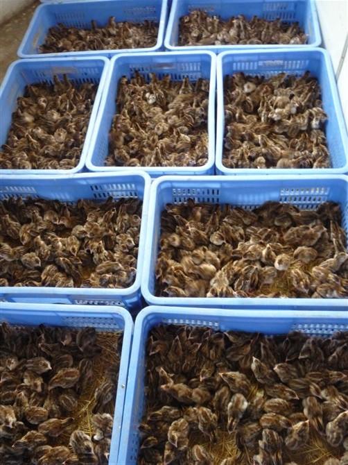 供應(yīng)昆明市珍*苗廠家批發(fā)價(jià)格