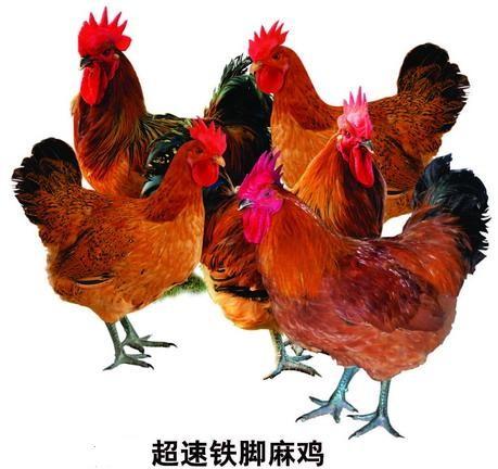供應(yīng)怒江州麻雞苗批發(fā)