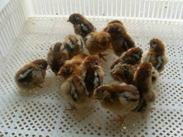 供應(yīng)迪慶州麻雞苗供應(yīng)商批發(fā)