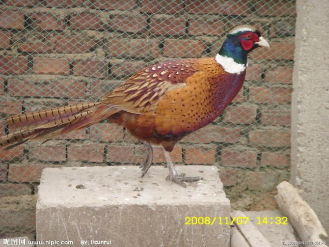 供應(yīng)七彩山雞苗 信譽(yù)有保證 質(zhì)量好 價(jià)格實(shí)惠 支持電話訂購