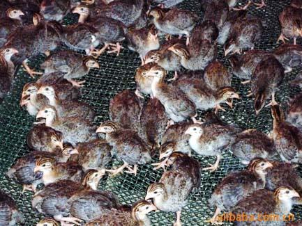 供應(yīng)云南省珍*苗供應(yīng)商批發(fā)價(jià)格