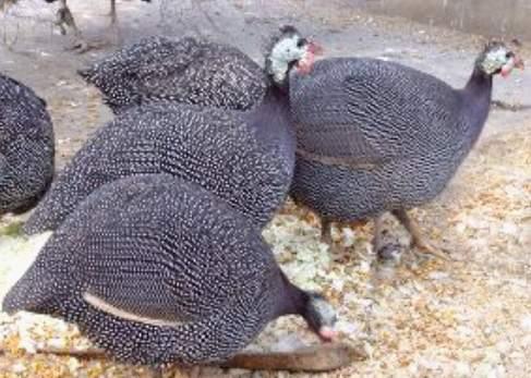 供應(yīng)昆明市珍*苗廠家批發(fā)價(jià)格