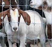 供應(yīng)鍍鋅草原網(wǎng)