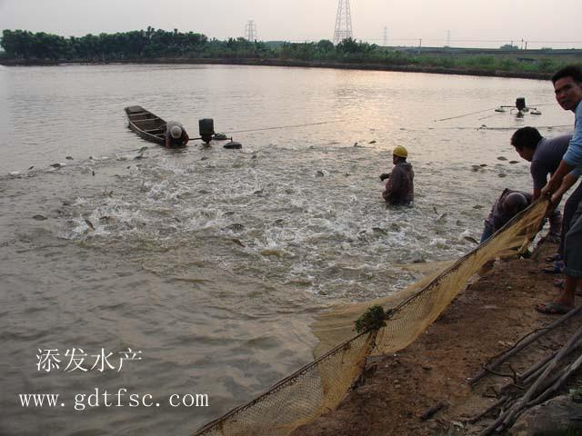 优质的湘云鲫鱼苗/湘云鲫供应优质的湘云鲫鱼苗/湘云鲫