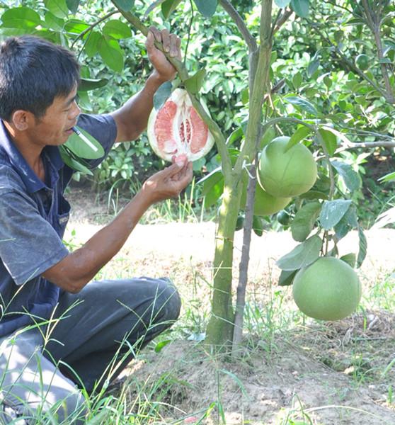 紅肉蜜柚小苗圖片