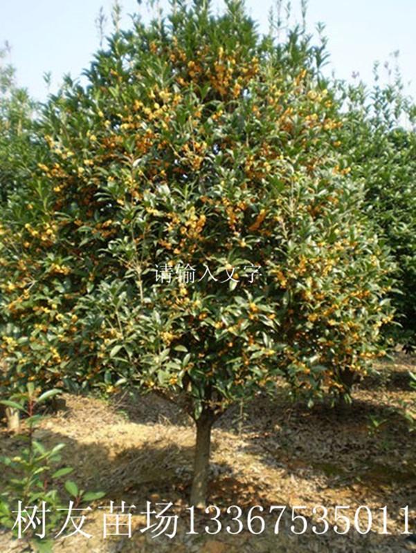 金球桂小苗圖片